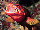 Coral Grouper 