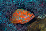 Coral Grouper