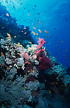 Red Sea Coral Reef
