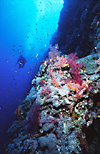 Red Sea Coral Reef