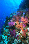 Red Sea Coral Reef