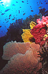 Indonesian Coral Reef