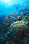 Red Sea Coral reef with Anthias