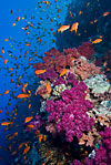 Red Sea coral reef + Anthias 