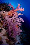 Soft corals