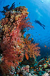 Coral reef and diver