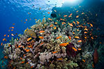 Coral reef with Anthias