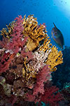 Coral reef with Unicornfish