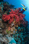 Coral reef with fishes