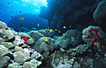 Red Sea Coral Reef