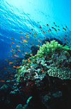 Red Sea Coral Reef