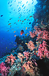 Maldives Coral reef