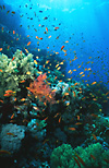 Red Sea Coral Reef