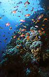 Red Sea Coral Reef