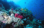 Red Sea Coral Reef