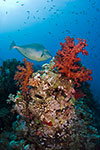 Coral reef with Unicornfish