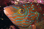 Corkwing Wrasse