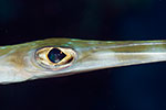 Cornetfish