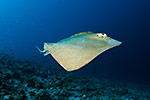 Cowtail Stingray