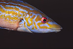 Cuckoo Wrasse