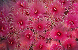 Cup corals