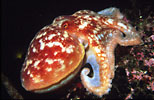 Curled octopus