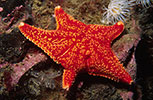 Red Cushion Star