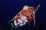 Cuttlefish