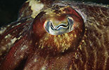 Common Cuttlefish