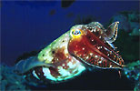 Cuttlefish