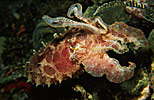 Broadclub Cuttlefish