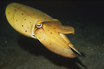 Broadclub Cuttlefish