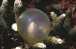 Cuttlefish egg 