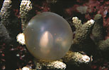 Cuttlefish egg