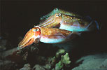 Mating Cuttlefish