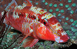 Dash-and-dot Goatfish