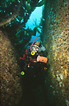 Diver in kelp gulley 