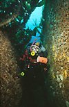 Diver in kelp gulley (Norway)