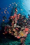 Wreck at "Shipyard"