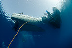 Diver under boats