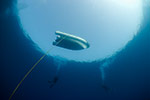 Divers under boat