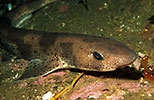 Lesser-spotted Dogfish