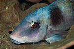 Doublebar Goatfish