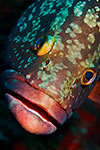 Dusky grouper