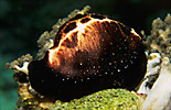 Egg Cowrie