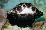 Egg Cowrie