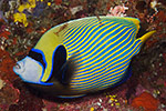 Emperor Angelfish