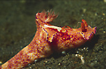 Nudibranch with Emperor Shrimp