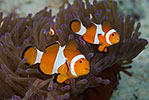 False Clown Anemonefish