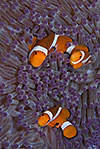 False Clown Anemonefish